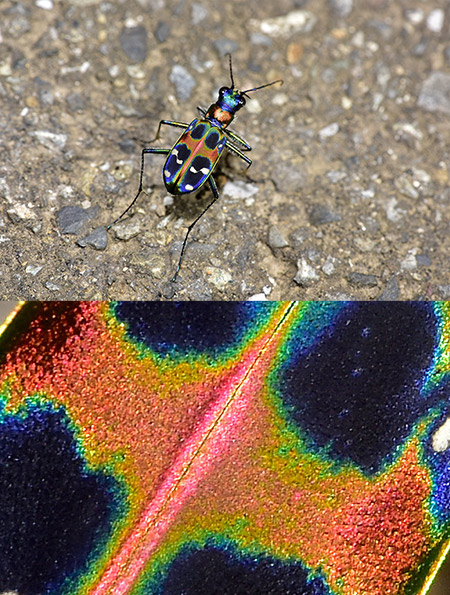 D810でハンミョウを撮る