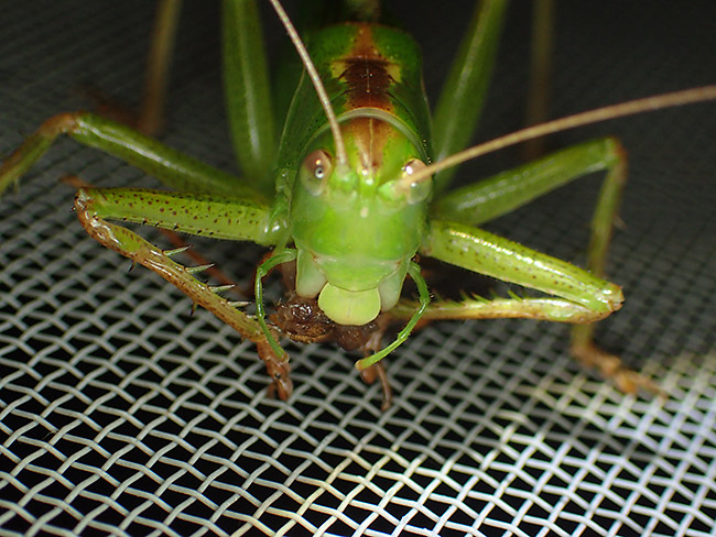 灯りに来るヤブキリ