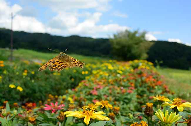 キタテハの飛翔
