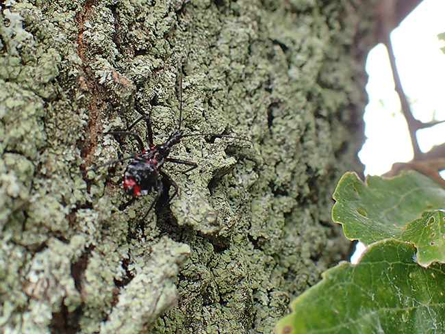 ヨコヅナサシガメの幼虫