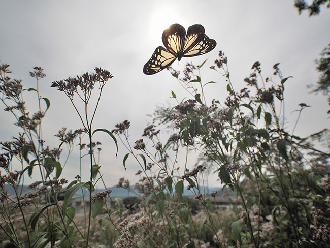 移動途中のアサギマダラ