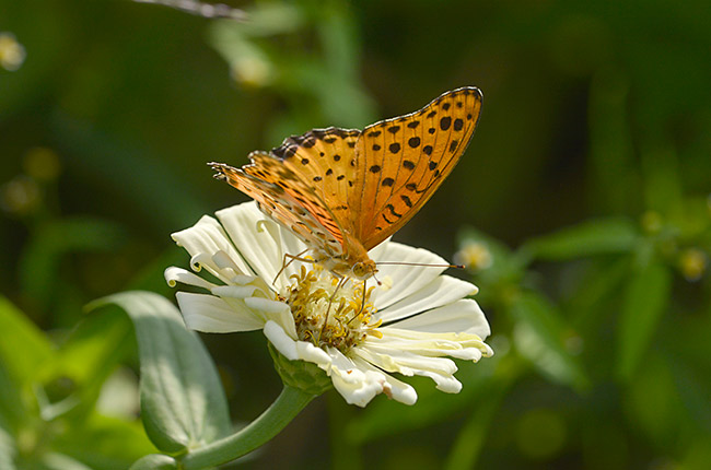 ツマグロヒョウモン