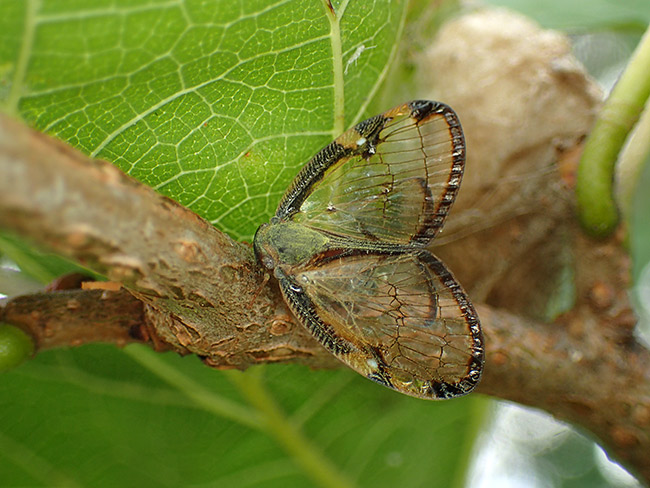 スケバハゴロモ