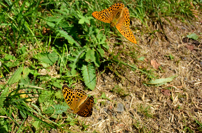 ミドリヒョウモンの求愛飛翔
