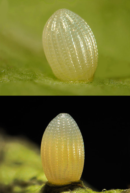 スジグロカバマダラの卵