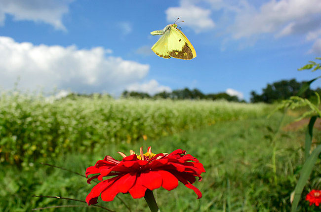 モンキチョウの飛翔