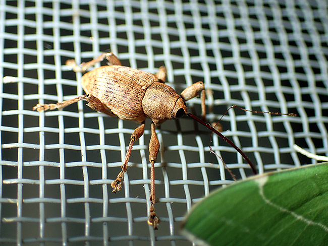 コナラシギゾウムシ