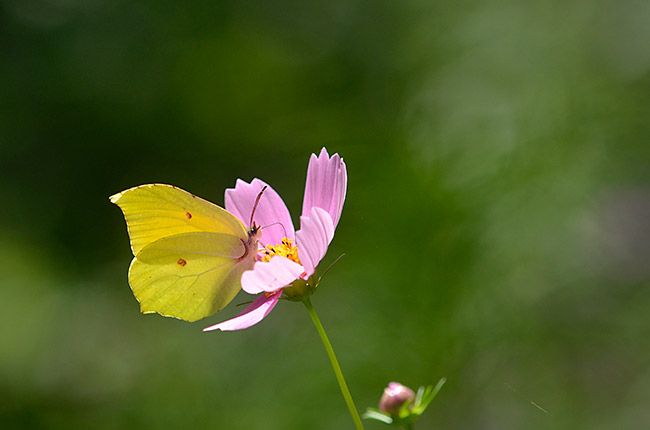 コスモスで吸蜜するスジボソヤマキチョウ