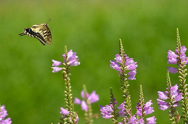 キアゲハの飛翔を望遠で