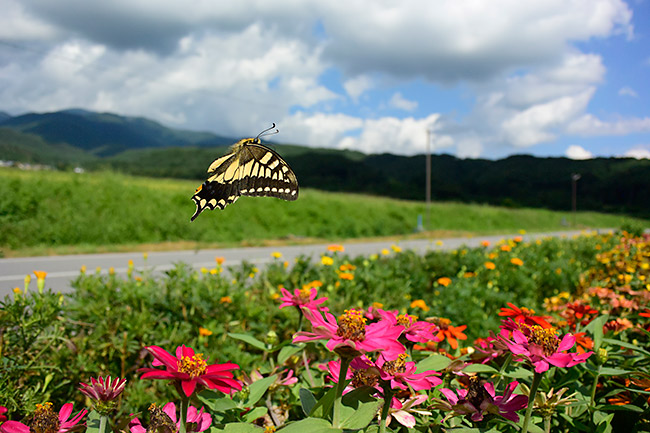キアゲハの飛翔を広角で