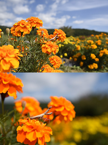 D750を使って見た