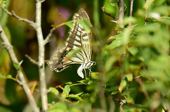 ナミアゲハの産卵