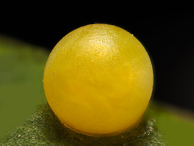 ナミアゲハの卵