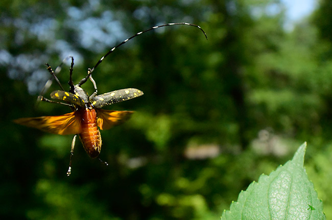キボシカミキリの飛翔