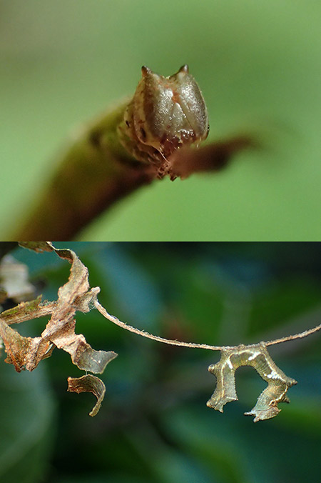 スミナガシの幼虫