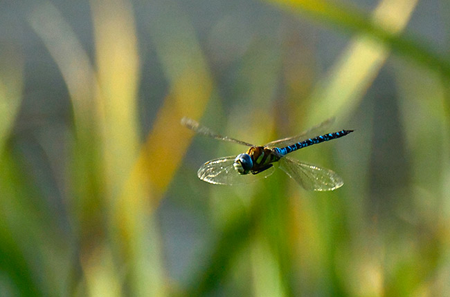 Nikon1V3に望遠ズームを付けてみた