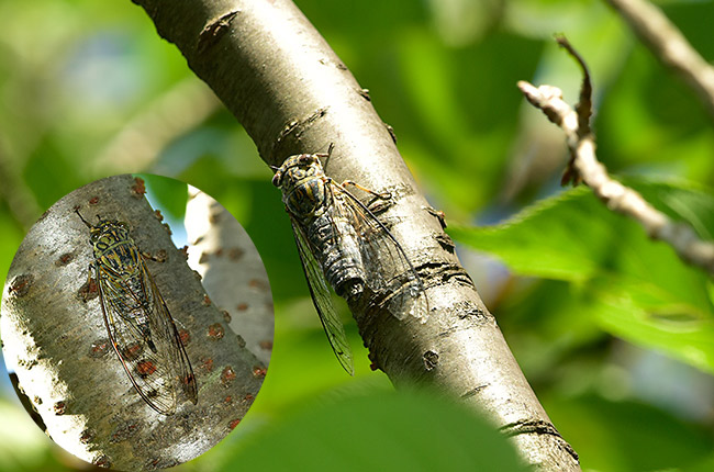 ツクツクボウシ