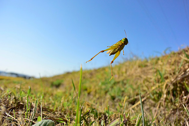 イナゴのジャンプ
