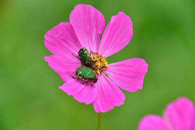 コスモスにコアオハナムグリ