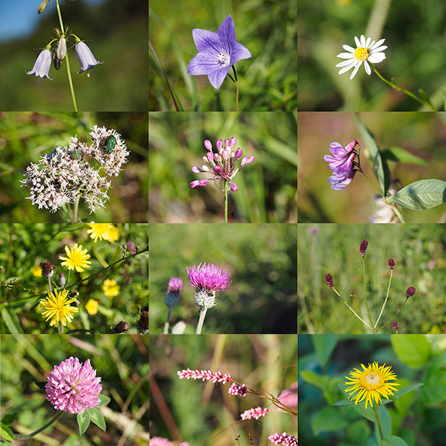 ため池の土手の花