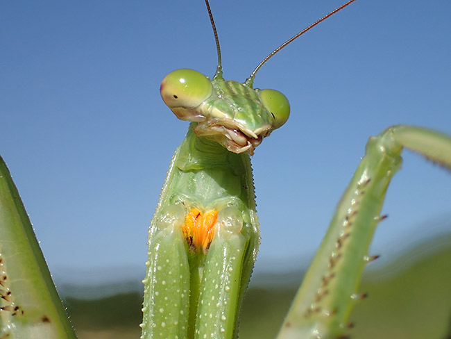 カマキリの顔