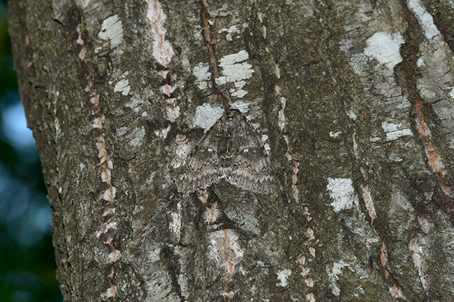 ムラサキシタバ