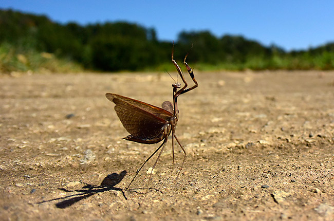 飛び立つコカマキリ