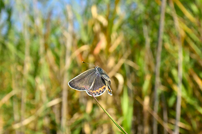 ミヤマシジミの飛翔