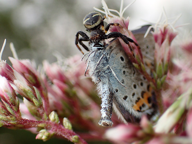 facebookをはじめる