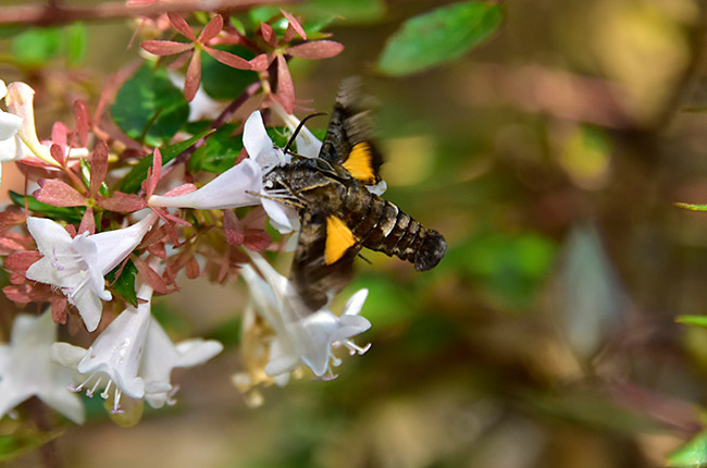 ホシヒメホウジャク