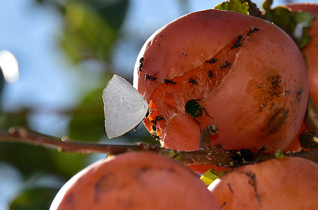 柿の実に来たウラギンシジミ