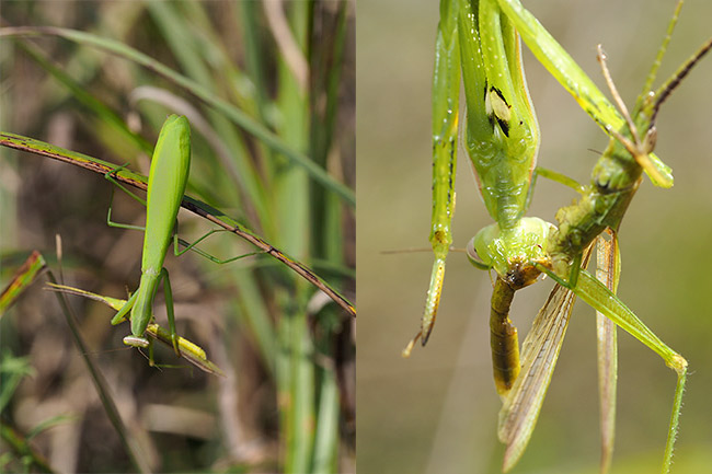 バッタを食べるウスバカマキリ