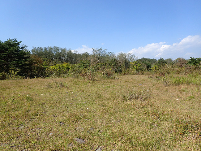 ウスバカマキリのいる場所