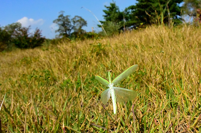 ウスバカマキリの飛翔