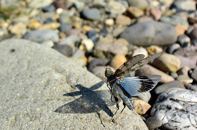カワラバッタの飛翔