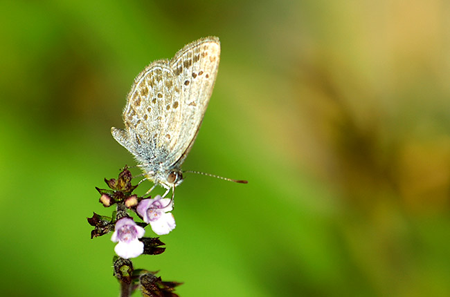 シルビアシジミ