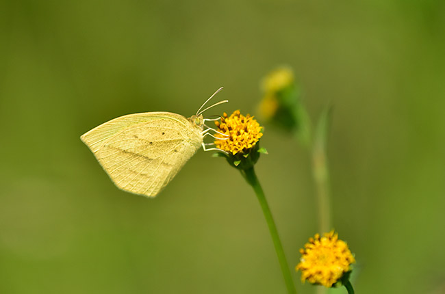 ツマグロキチョウ