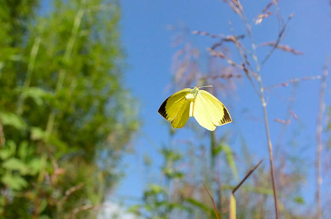ツマグロキチョウの飛翔