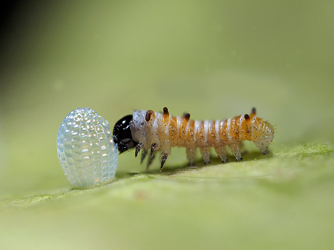 孵化したオオゴマダラの幼虫