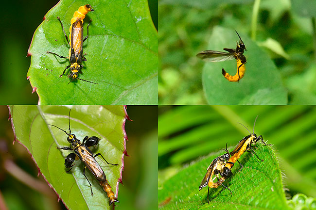 コバネジョウカイ