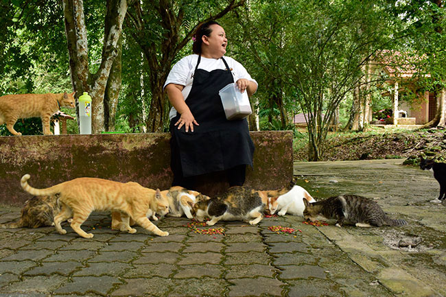 クアラウオーのネコ