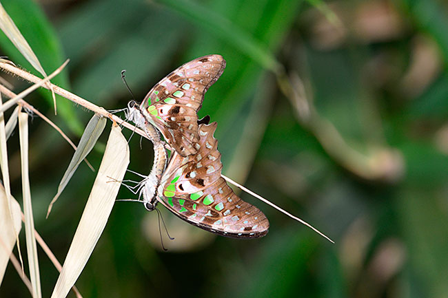 コモンタイマイの交尾