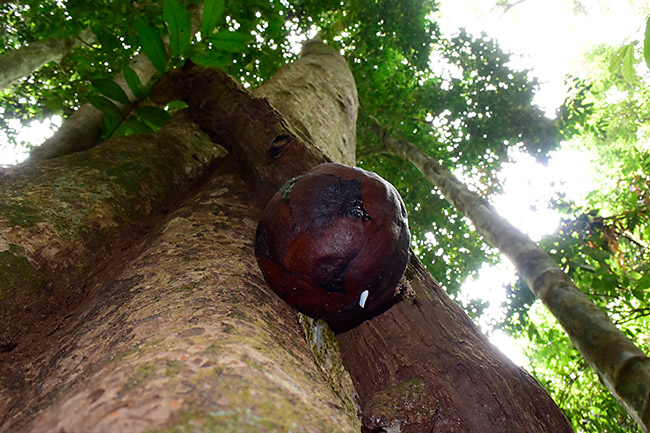 ラフレッシアの蕾