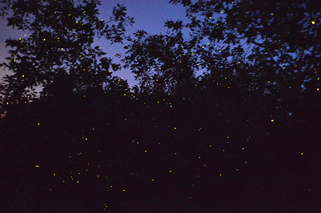ホタルの木