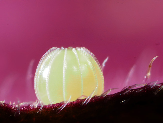 クロタテハモドキの卵