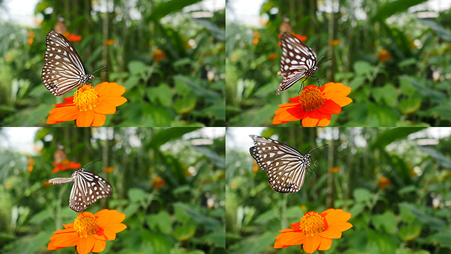 写真とビデオ（4Kフォト）