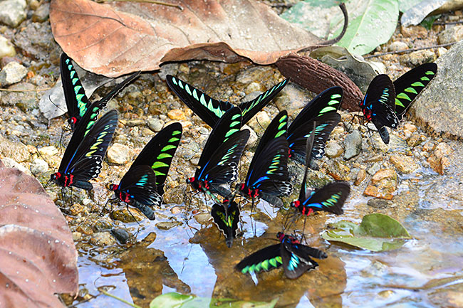 アカエリトリバネアゲハ