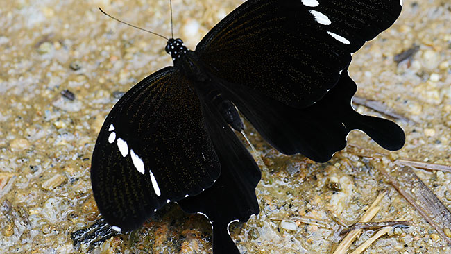 シロオビモンキアゲハのおしっこを4Kフォトで