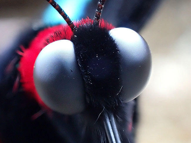 アカエリトリバネアゲハの顔