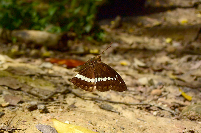 テウタイナズマの飛翔